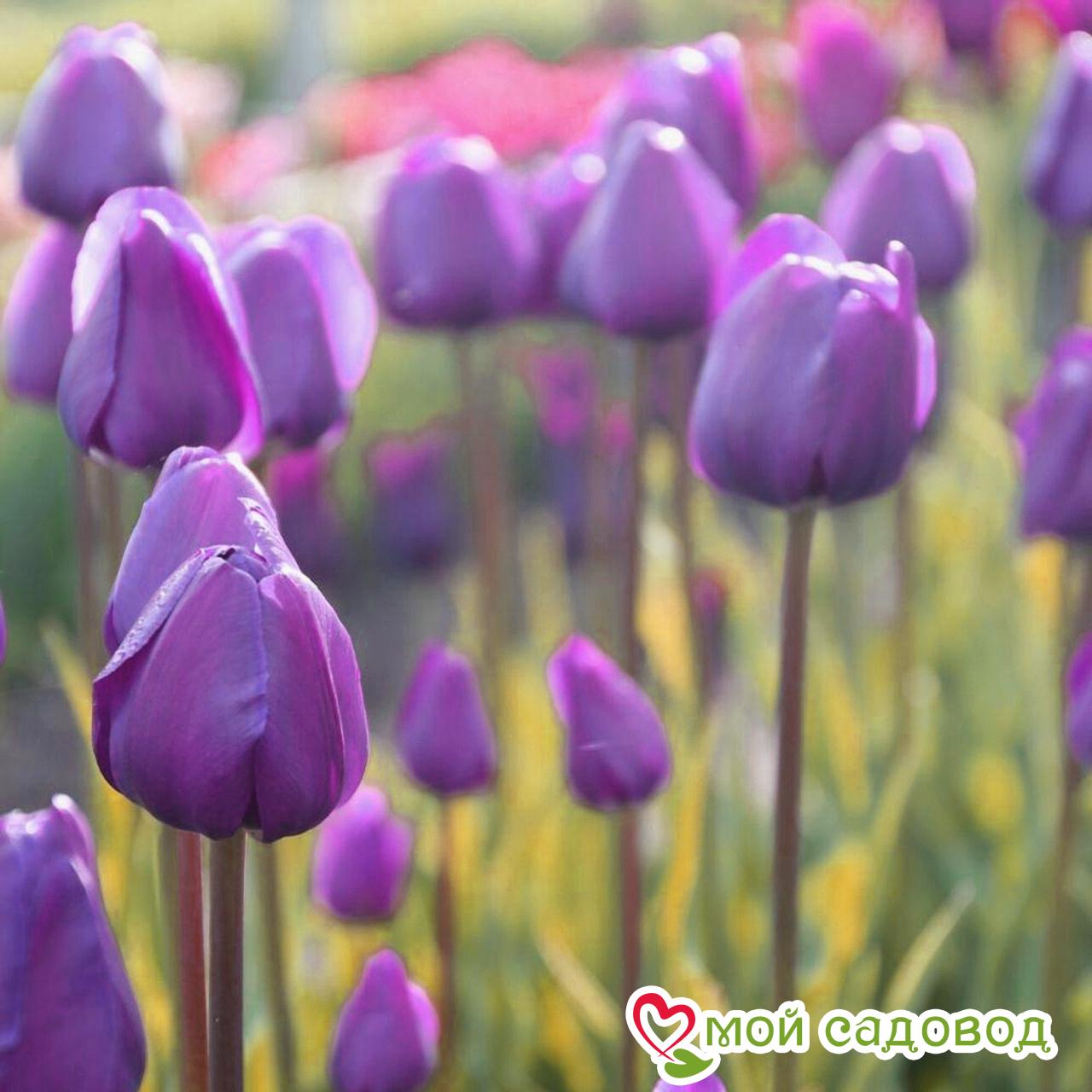 Тюльпан Триумф Бейби Блю