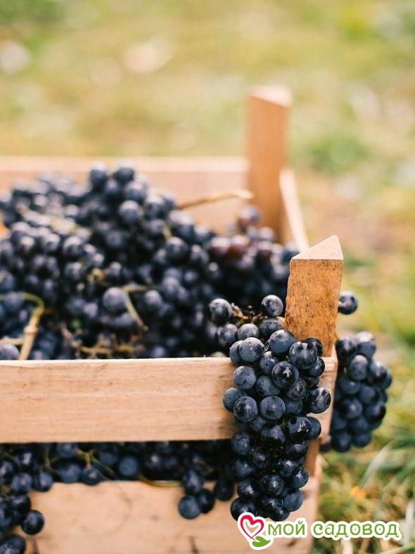Виноград Чёрный Изумруд